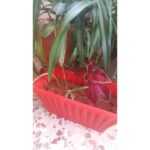 ⁦قوار زراعة بلاستيكي مستطيل⁩ - الصورة ⁦4⁩