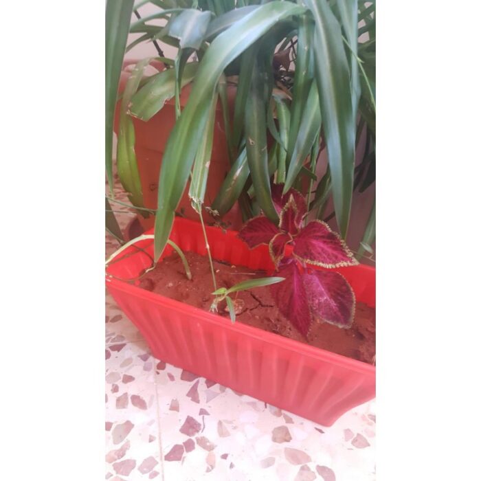 ⁦قوار زراعة بلاستيكي مستطيل⁩ - الصورة ⁦4⁩