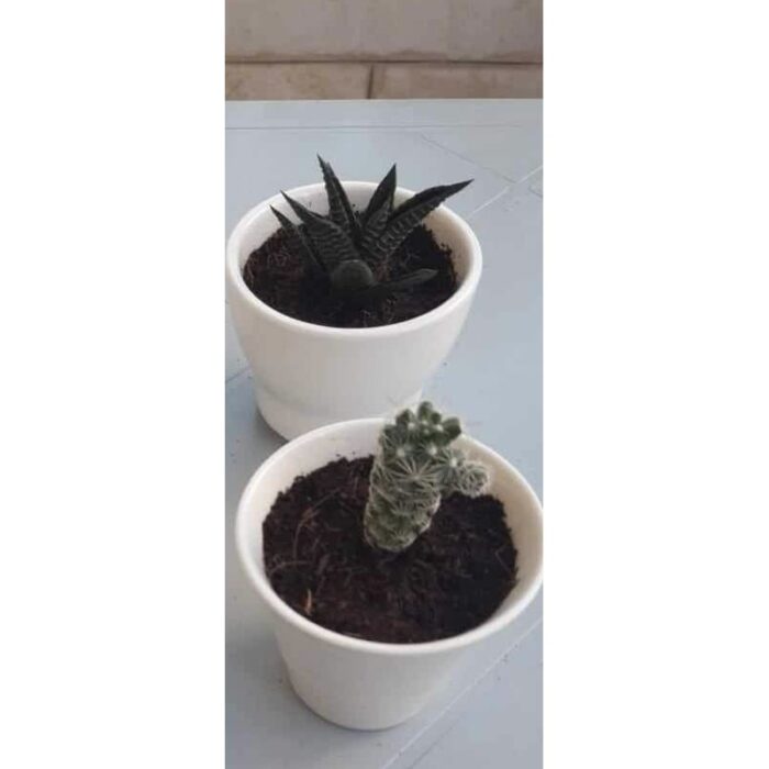 ⁦زبدية بورسلان 8*8*6.5 سم⁩ - الصورة ⁦4⁩