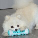 ⁦عظمة لتنظيف اسنان الحيوانات الأليفة (الكلاب والقطط)⁩ - الصورة ⁦11⁩