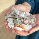 ⁦كيس أحجار زينة على شكل صدف حجم صغير⁩ - الصورة ⁦2⁩