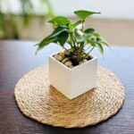 ⁦كوستر قش دائري حجم وسط⁩ - الصورة ⁦4⁩