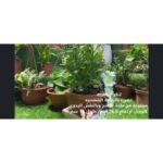 ⁦قوار العربة مع زهور مضيئة بالطاقة الشمسية⁩ - الصورة ⁦6⁩