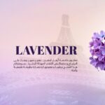 ⁦صابون بمستخلص اللافندر من اولد سيتي Old City حجم 155 غم⁩ - الصورة ⁦2⁩