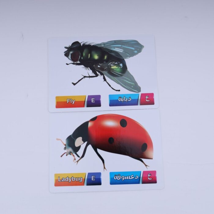 ⁦بطاقات تعريفية تعليمية للأطفال بعنوان (الحشرات) مكونة من 9 بطاقات⁩ - الصورة ⁦2⁩