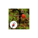 ⁦تفتاف⁩ - الصورة ⁦3⁩