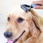 ⁦أداة إزالة الشعر للكلاب والقطط⁩ - الصورة ⁦6⁩